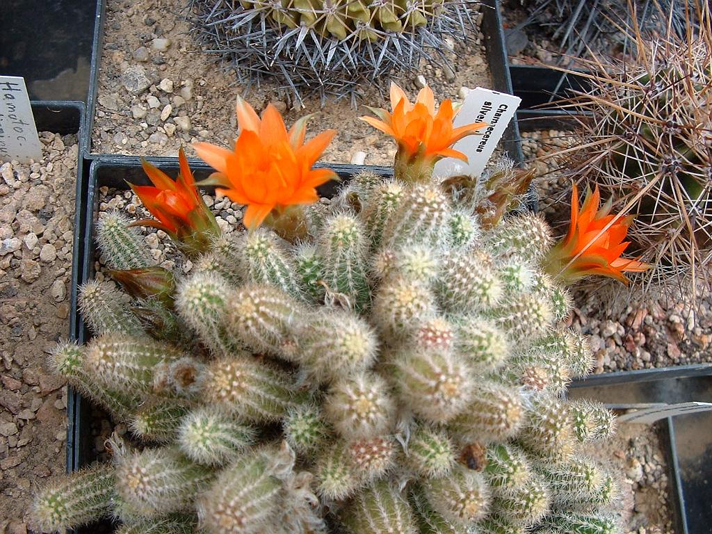 Chamaecereus silvestrii.JPG